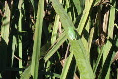 Hyla meridionalis
