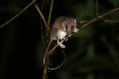 Didelphinae