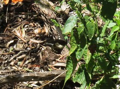 Papilio jacksoni jacksoni