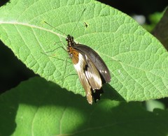 Papilio jacksoni jacksoni
