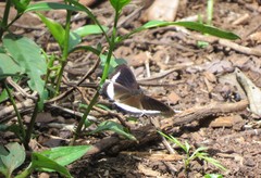 Eurytela hiarbas