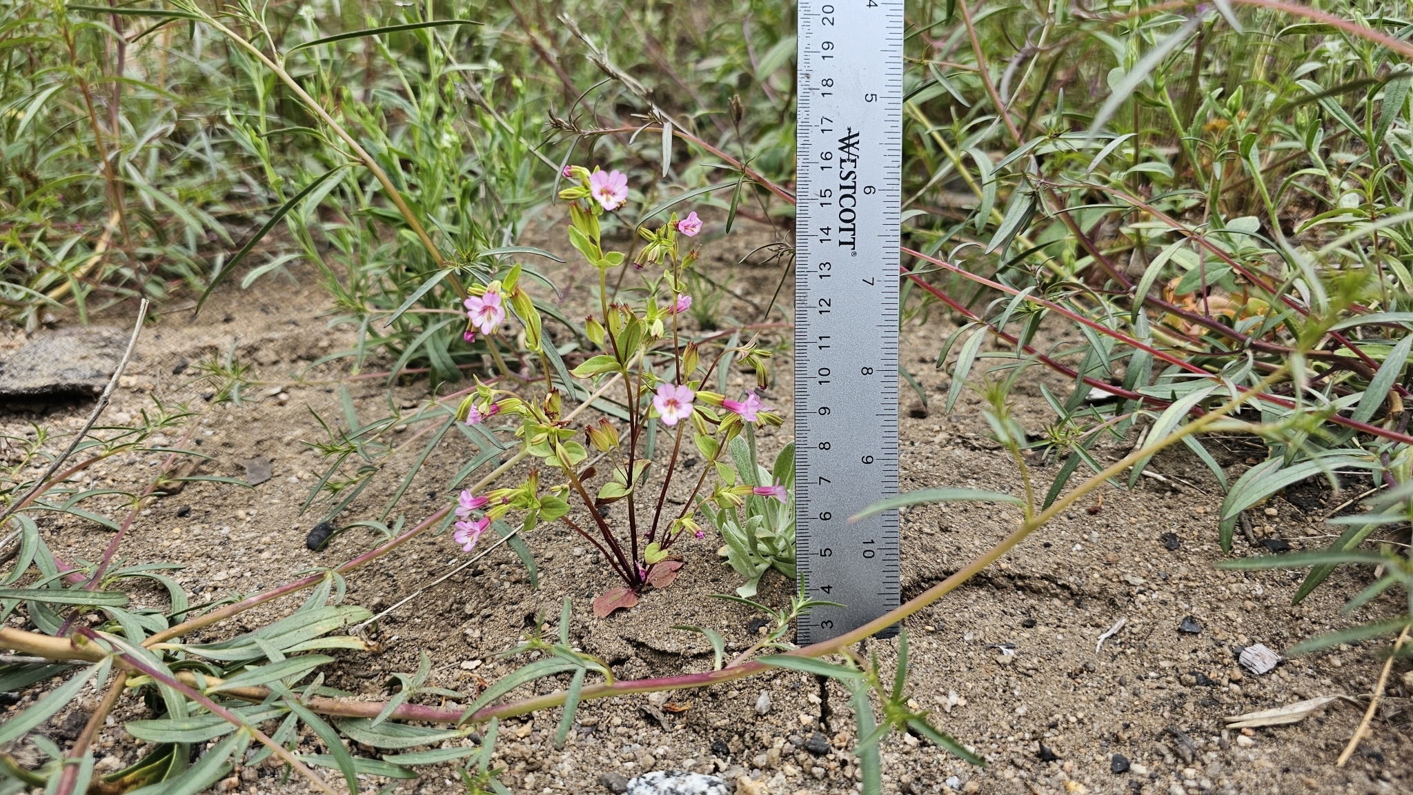 Kings River Monkeyflower (Erythranthe acutidens)