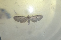 Eupithecia assimilata