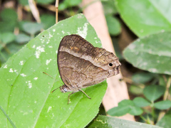 Cissia similis