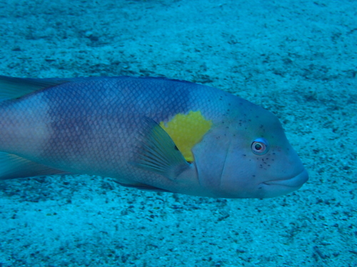 Galápagos sheephead wrasse (Semicossyphus darwini) — Labridae — 5