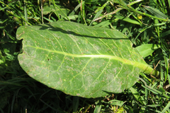 Jaborosa integrifolia