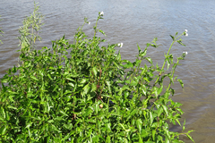 Gymnocoronis spilanthoides