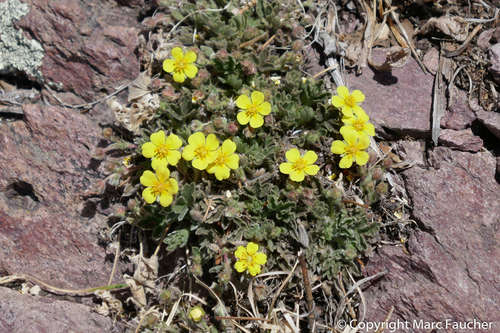 Potentilla rhyolitica var. rhyolitica