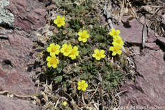 Potentilla rhyolitica rhyolitica