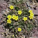 Huachuca Cinquefoil - Photo (c) pfaucher, some rights reserved (CC BY-NC), uploaded by pfaucher