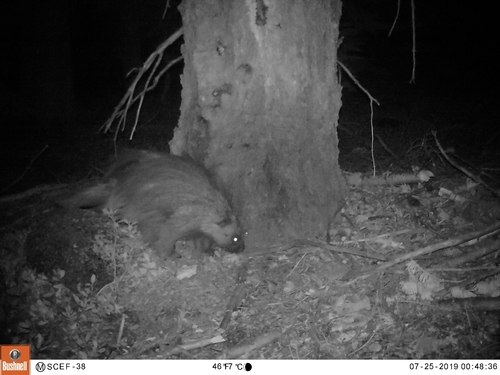 iNaturalist observation photo of North American Porcupine