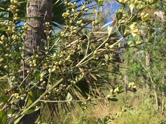 Baccharis halimifolia image