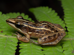 Brown Grasspound Frog photo 3