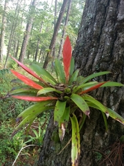 Tillandsia multicaulis