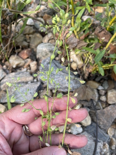 Mummenhoffia alliacea, photograph 6