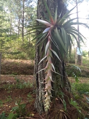 Tillandsia eizii