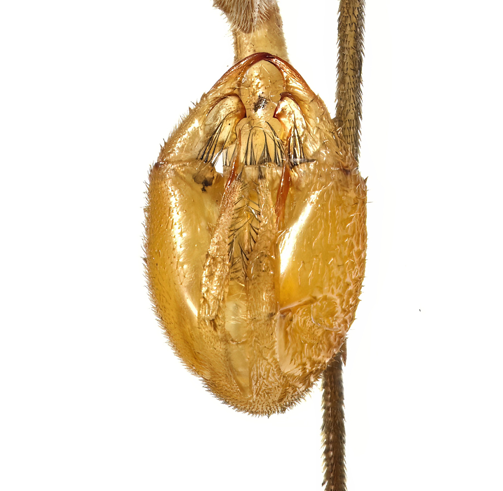 Sharp Scorpionfly