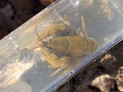 Cambarus bartonii cavatus