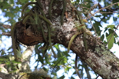 Tillandsia filifolia, photograph (c) Carlos Domínguez-Rodríguez, some rights reserved (CC BY)