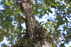 Tillandsia filifolia, photograph (c) Carlos Domínguez-Rodríguez, some rights reserved (CC BY)