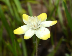 Platystemon californicus