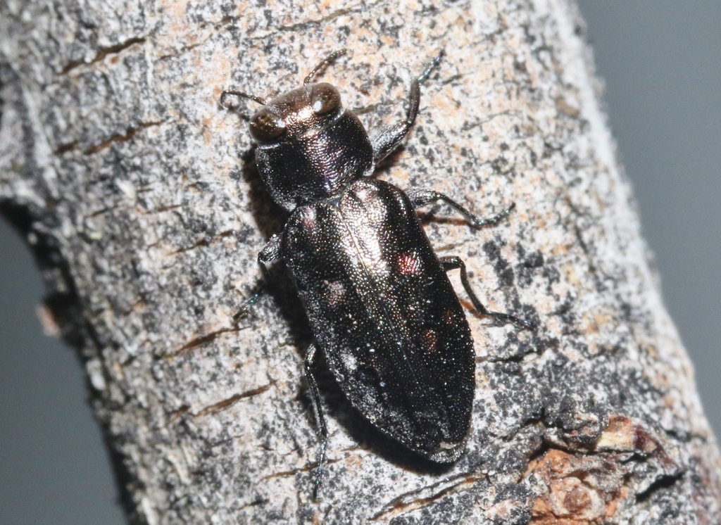 Chrysobothris lateralis from San Bernardino County, CA, USA on May 13