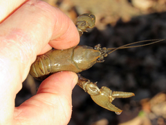 Cambarus bartonii cavatus