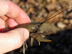 Cambarus bartonii cavatus