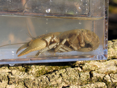 Cambarus bartonii cavatus