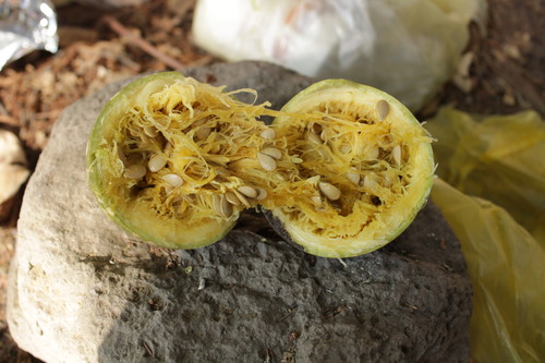 Cucurbita argyrosperma (Cucurbita argyrosperma)