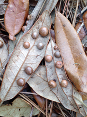 Belonocnema treatae