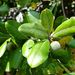 Pittosporum ellipticum - Photo (c) Jacqui Geux, some rights reserved (CC BY), uploaded by Jacqui Geux