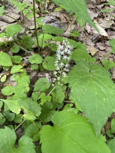 Tiarella nautila, photograph 3