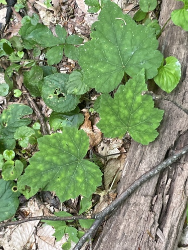 Tiarella nautila, photograph 2