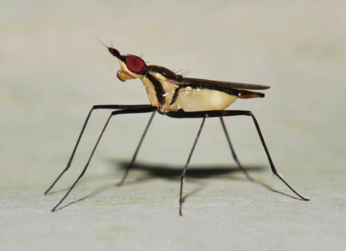 Telostylinus lineolatus (Wiedemann, 1830)