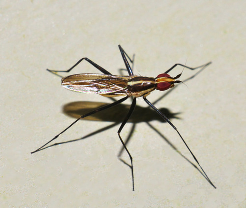 Telostylinus lineolatus