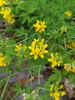 Greater Bird's-Foot-Trefoil - Photo (c) Andrea, some rights reserved (CC BY-NC), uploaded by Andrea