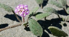 Abronia umbellata breviflora