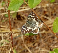 Melanargia larissa