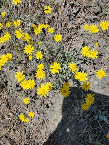 Eriophyllum lanatum