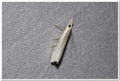 Crambus pascuella