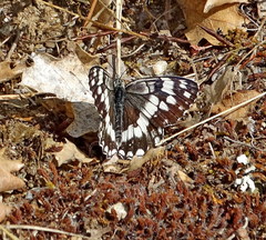 Melanargia larissa