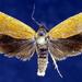 Hystrichophora stygiana - Photo (c) Jim Vargo at Moth Photographers Group, μερικά δικαιώματα διατηρούνται (CC BY-NC-SA)