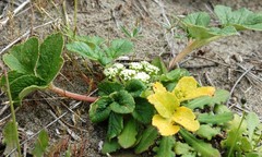 Glehnia littoralis