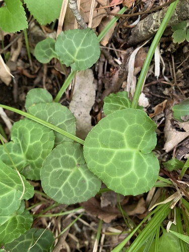 Pyrola alpina iNat (3)