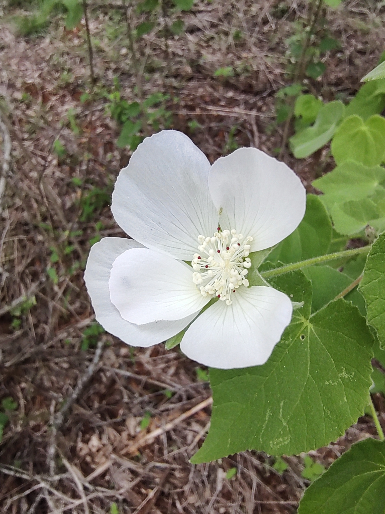 Abutilon glabriflorum Hochr.