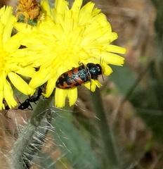 Acmaeodera ottomana