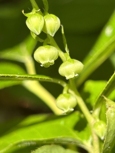 Eubotryoides grayana iNat (1)