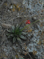 Echeveria affinis
