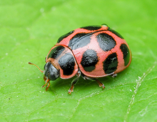 Cream-spotted Ladybird